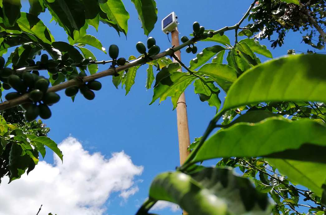 coffee cultivation